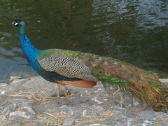 Pavo cristatus