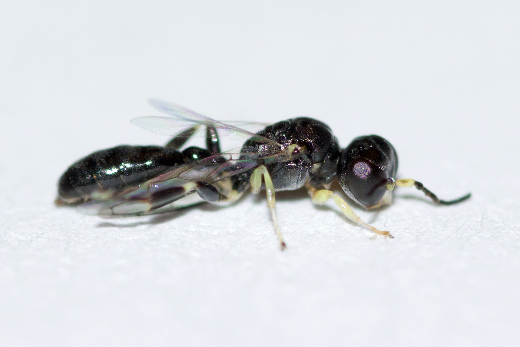 Rhopalum rufigaster