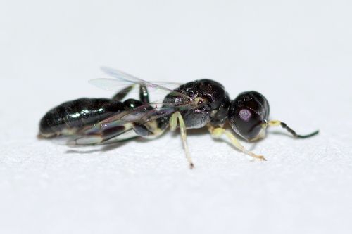 Rhopalum rufigaster