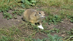 Spermophilus