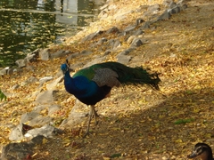 Pavo cristatus