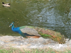 Pavo cristatus