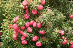 Leptecophylla pogonocalyx