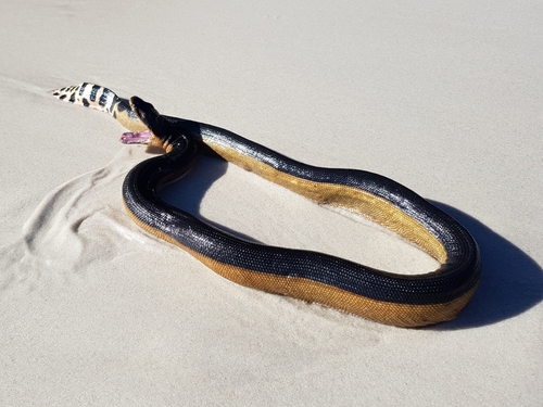 Photo of a Yellow-bellied Sea Snake (Hydrophis platurus)