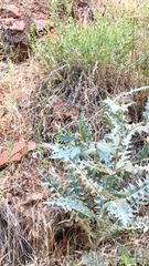 Cirsium arizonicum