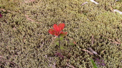 Castilleja hispida