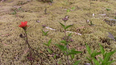Castilleja hispida