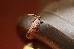 Acrolophus texanella