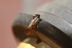 Acrolophus texanella