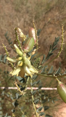 Astragalus praelongus