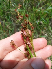 Rhynchospora elliottii