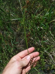 Rhynchospora elliottii