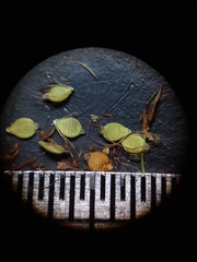 Rhynchospora elliottii