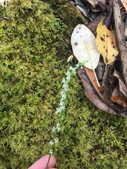 Platanthera ephemerantha