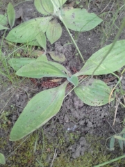 Plantago media