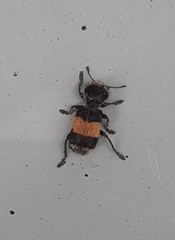 Enoclerus vetus