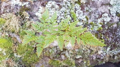 Davallia solida pyxidata