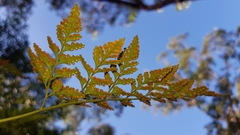 Davallia solida pyxidata