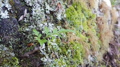 Davallia solida pyxidata