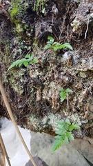 Davallia solida pyxidata