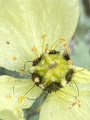 Papaver radicatum radicatum