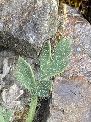 Papaver radicatum radicatum