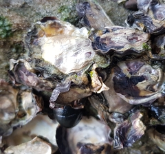 Saccostrea glomerata