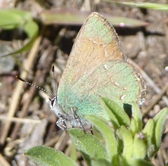 Callophrys affinis