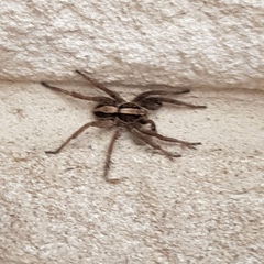 Venatrix pictiventris