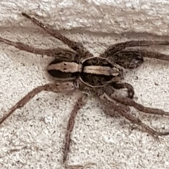 Venatrix pictiventris