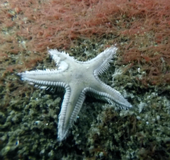 Astropecten verrilli