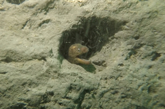 Gymnothorax mordax