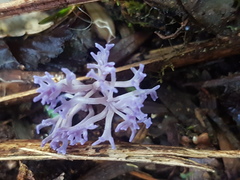 Ramariopsis pulchella