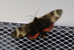 Dysschema leucophaea