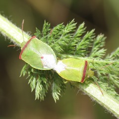 Thyanta pallidovirens
