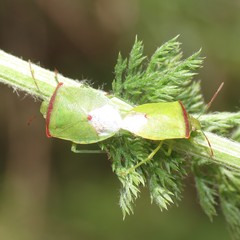 Thyanta pallidovirens
