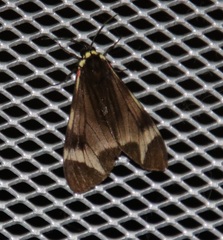 Dysschema leucophaea