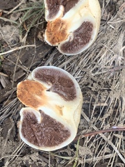 Pholiota nubigena