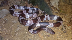 Lycodon futsingensis