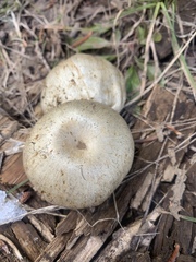 Pholiota nubigena