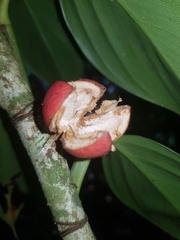 Guarea bullata