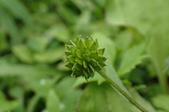 Ranunculus silerifolius