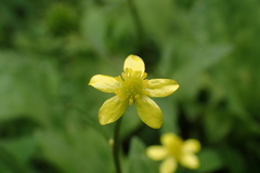 Ranunculus silerifolius