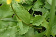 Ranunculus silerifolius