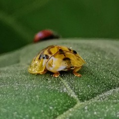 Eurypepla brevilineata