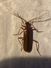 Dendroides ephemeroides