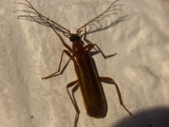 Dendroides ephemeroides