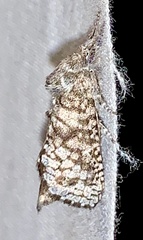 Givira francesca