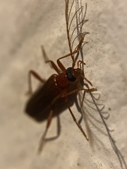 Dendroides ephemeroides