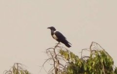 Corvus albus